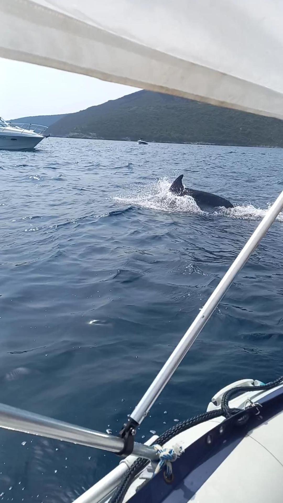 Apartmani Milena Herceg Novi Bagian luar foto